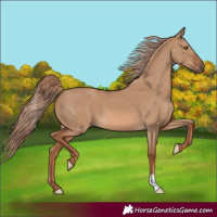 Horse Color:Red Dun 