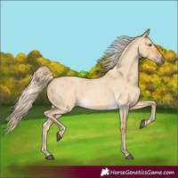 Horse Color:Palomino Roan Dun