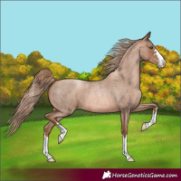 Horse Color:Liver Red Roan Pearl 