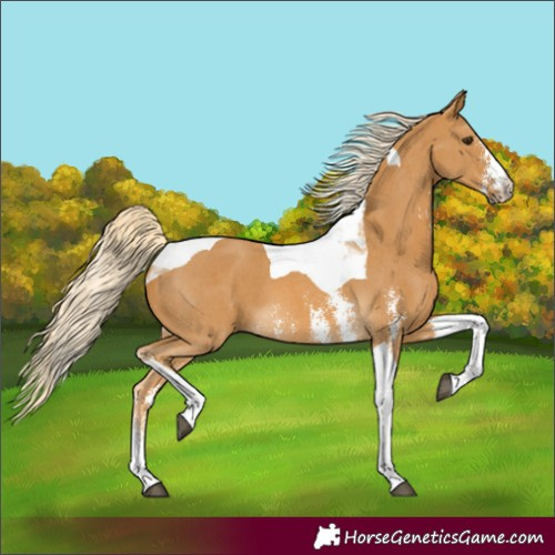 Horse Color:Palomino Sabino Tobiano 