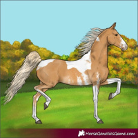 Horse Color:Palomino Sabino Tobiano