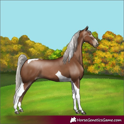 Horse Color:Gray Silver Black Pearl Tobiano 