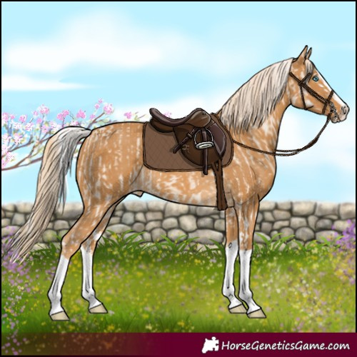 Horse Color:Cremello Splash and Palomino Splash