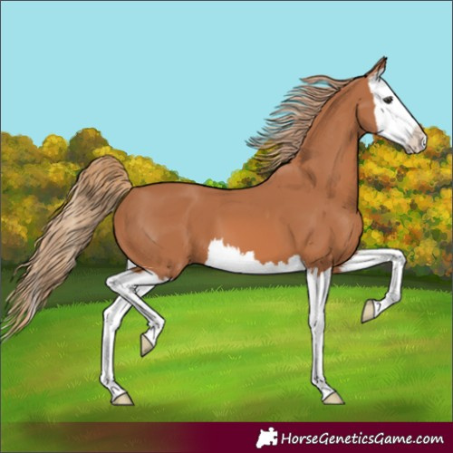 Horse Color:Chestnut Splash 