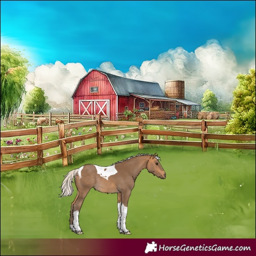 Horse Color:Silver Buckskin Tobiano Rabicano 