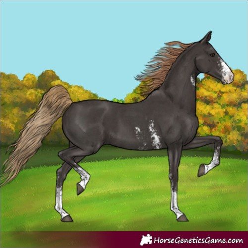 Horse Color:Liver Chestnut Sabino 
