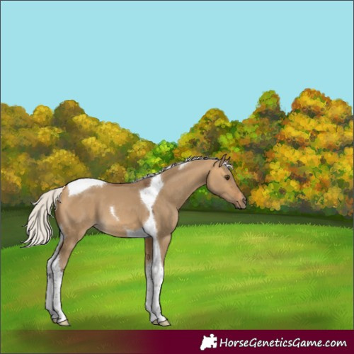 Horse Color:Silver Buckskin Dun Tobiano
