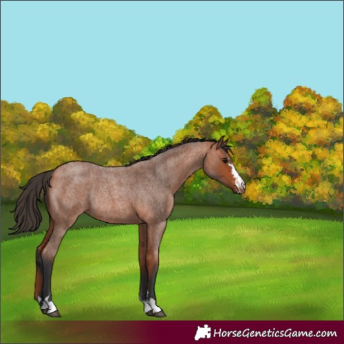 Horse Color:Bay Roan Rabicano