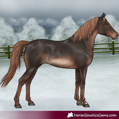 Horse Color:Liver Chestnut Rabicano 