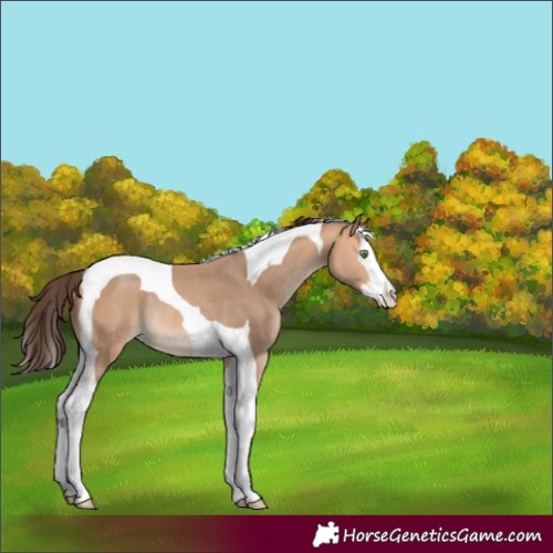Horse Color:Amber Champagne Splash Tobiano Rabicano