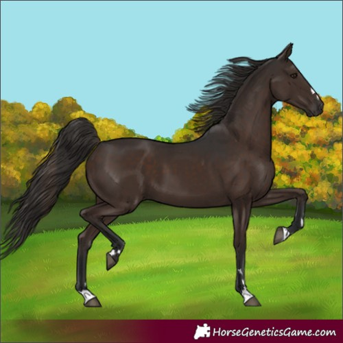 Horse Color:Liver Chestnut 