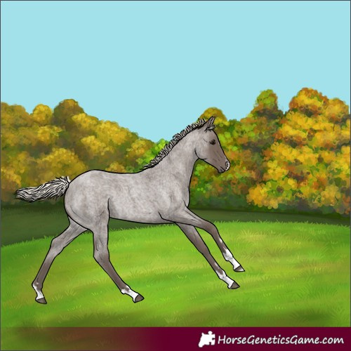 Horse Color:Silver Blue Roan Rabicano 