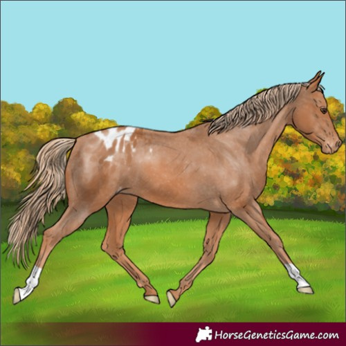 Horse Color:Chestnut Appaloosa 
