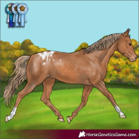 Horse Color:Chestnut Varnish