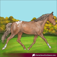 Horse Color:Chestnut Appaloosa