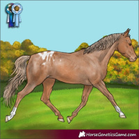 Horse Color:Chestnut Varnish 