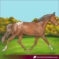 Horse Color:Chestnut Appaloosa