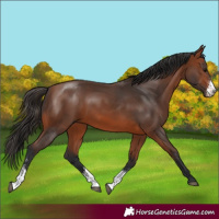 Horse Color:Bay Sabino 