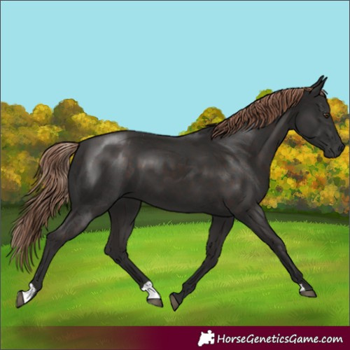 Horse Color:Liver Chestnut