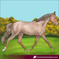 Horse Color:Gold Champagne Roan 
