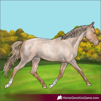 Horse Color:Gold Champagne Roan