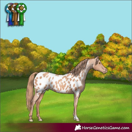 Horse Color:Gold Champagne Blanket 
