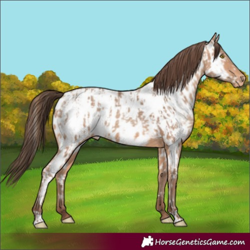 Horse Color:Amber Champagne Appaloosa and Amber Champagne Appaloosa
