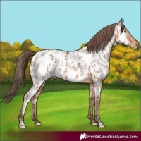 Horse Color:Amber Champagne Appaloosa and Amber Champagne Appaloosa