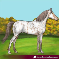 Horse Color:Amber Champagne Appaloosa  and Amber Champagne Appaloosa 