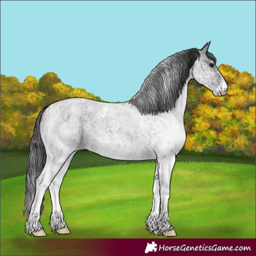 Horse Color:White Spotted Blue Roan Rabicano  and White Spotted Blue Roan Rabicano 