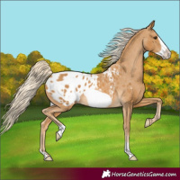 Horse Color:Palomino Frame Appaloosa