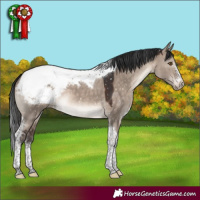 Horse Color:Brown Dun Mushroom Sabino Tobiano Appaloosa