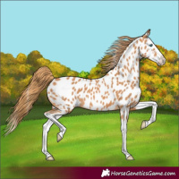 Horse Color:Chestnut Splash Appaloosa