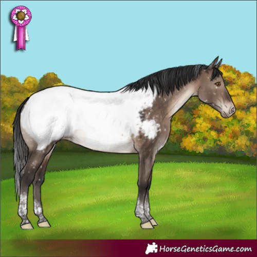 Horse Color:Brown Dun Mushroom Tobiano Appaloosa 