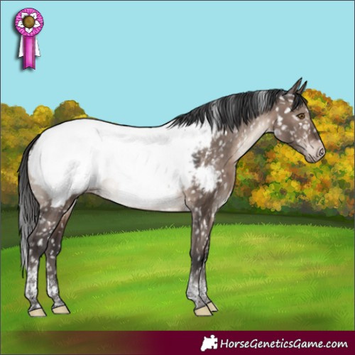 Horse Color:Brown Dun Mushroom Tobiano Appaloosa 