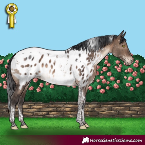 Horse Color:Brown Dun Tobiano Appaloosa 