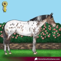 Horse Color:Brown Dun Tobiano Near Leopard