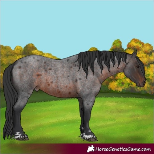 Horse Color:Brown Roan