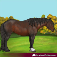 Horse Color:Liver Chestnut 