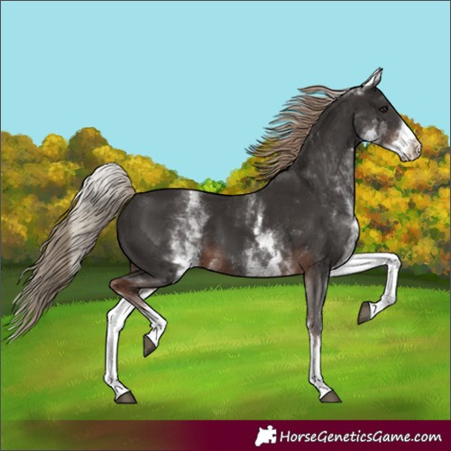 Horse Color:White Spotted Liver Chestnut 