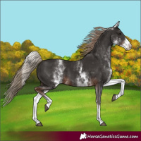 Horse Color:White Spotted Liver Chestnut