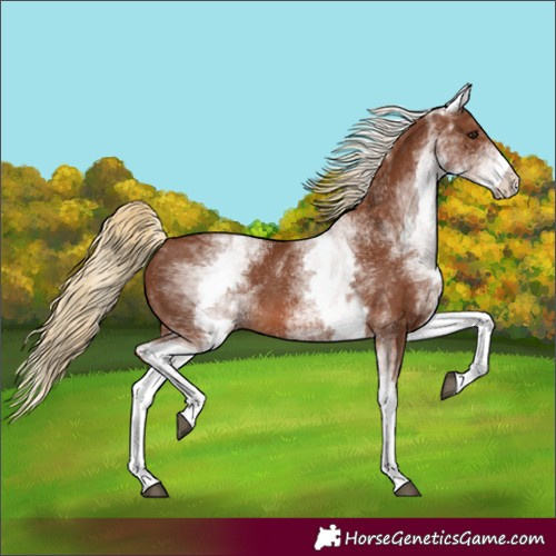 Horse Color:White Spotted Chestnut 