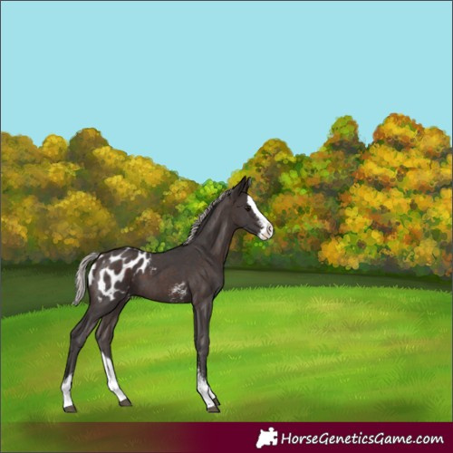 Horse Color:Silver Brown Sabino Splash Blanket