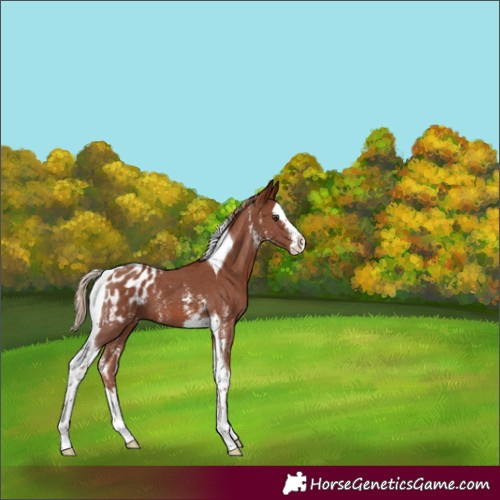 Horse Color:Chestnut Sabino Splash Tobiano Appaloosa