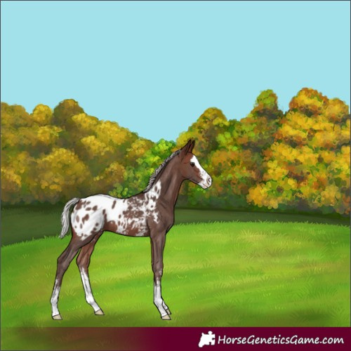 Horse Color:Silver Brown Sabino Splash Appaloosa