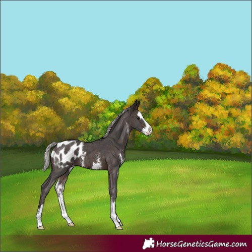 Horse Color:Silver Brown Sabino Splash Appaloosa 