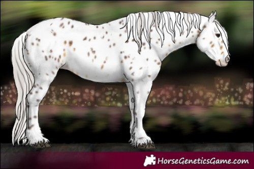 Horse Color:White Spotted Chocolate Silver Buckskin Leopard 