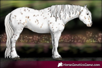 Horse Color:White Spotted Chocolate Silver Buckskin Leopard
