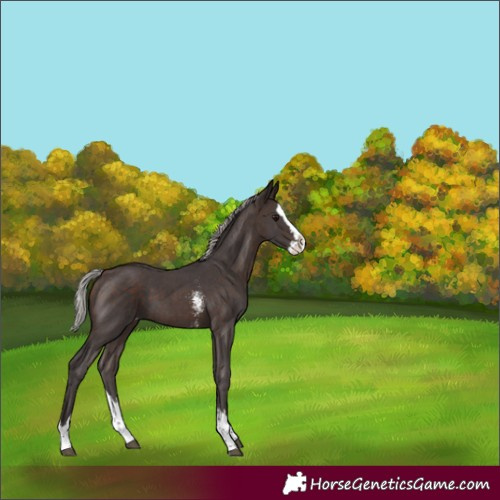 Horse Color:Silver Brown Sabino Splash Varnish