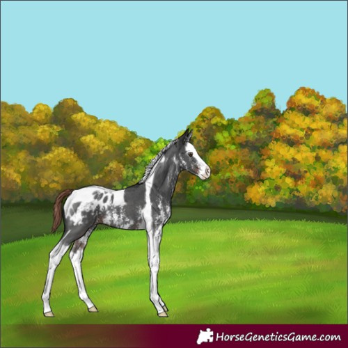 Horse Color:Liver Chestnut Sabino Splash Tobiano Appaloosa 